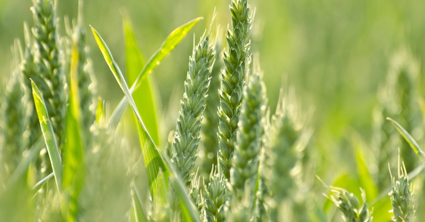 China’s Growing Focus on the Protection of Rights to New Plant Varieties: Three Guiding Cases and Related Implications